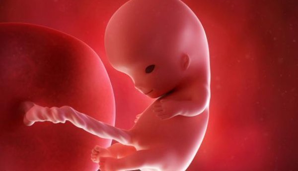 In der 10. SSW wird das Embryo zum Fötus.