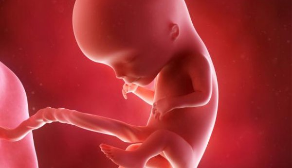 Na 12ª semana de gestação, as membranas dos dedos do feto desapareceram.