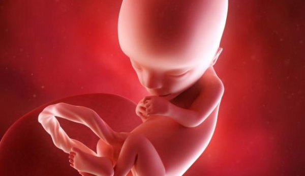 Au cours de la 13e semaine de grossesse, les proportions du corps du fœtus s'adaptent.