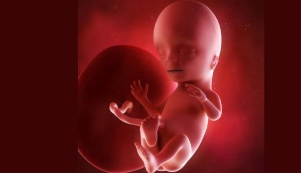 Ab der 15. SSW kann der Embryo Geräusche wahrnehmen.