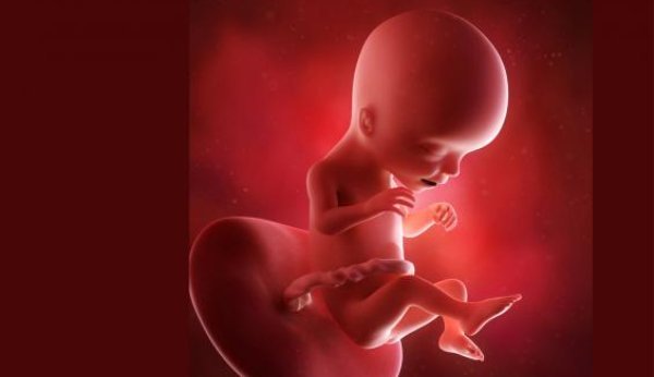Ab der 17. SSW können Sie den Herzschlag des Embryos hören.
