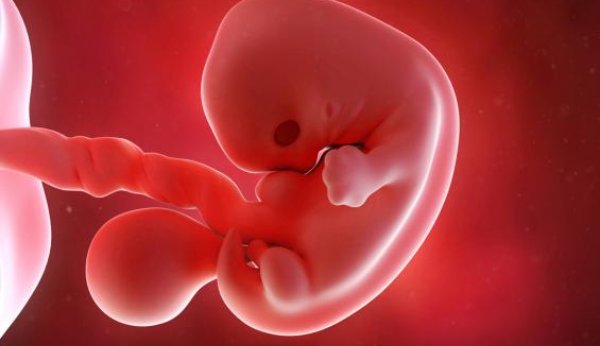À la 7e semaine de gestation, les traits du visage de l'embryon sont déjà visibles.