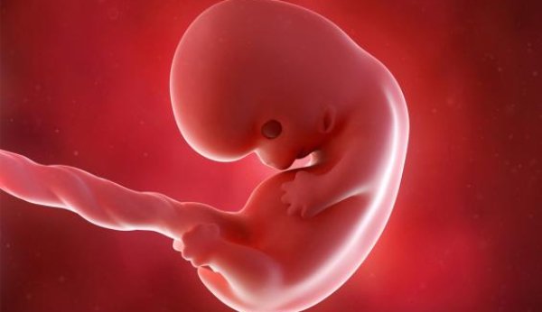 Au cours de la 8e semaine de gestation, le cordon ombilical de l'embryon se forme lentement.