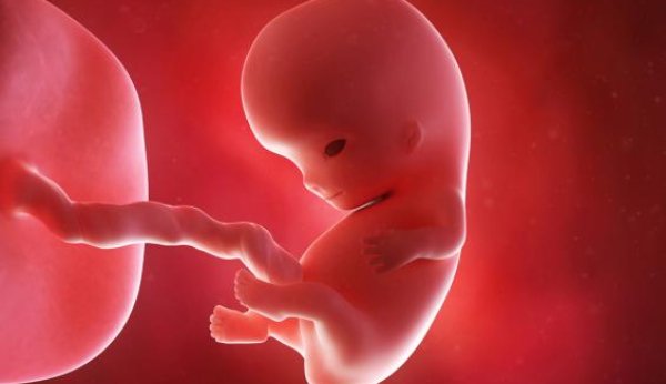 In der 9. SSW nehmen Hände und Füsse des Embryos Form an.