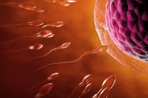 Von der Befruchtung zur Einnistung: Der Anfang Ihrer Schwangerschaft