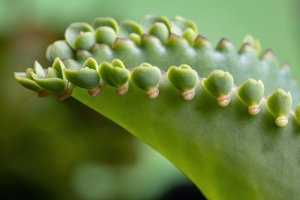 Wie Bryophyllum beim Kinderwunsch helfen kann