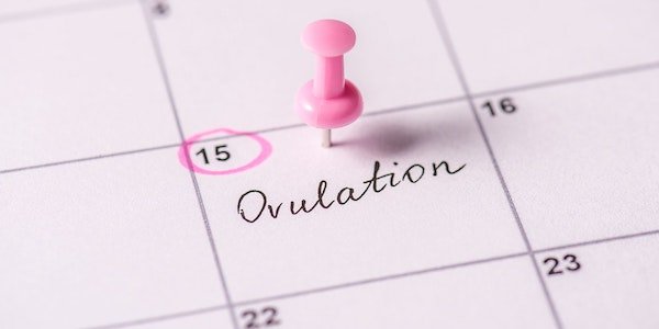 Kalender mit einem eingekreisten Datum, welches mit Ovulation angeschrieben ist. 