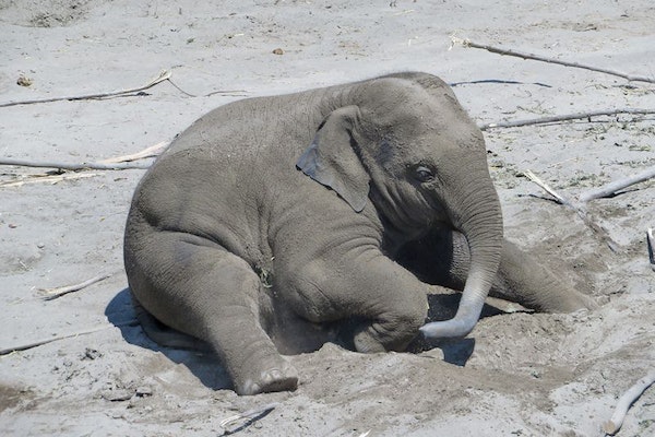 Ein kleiner Elefant liegt auf dem Boden im Knies Kinderzoo