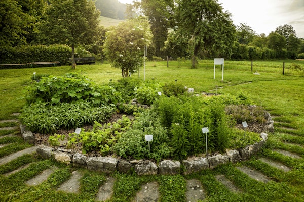 Der grüne Kräutergarten von Ricola in Nenzlingen mit einem Pfad, vielen Kräutern und einem Baum.
