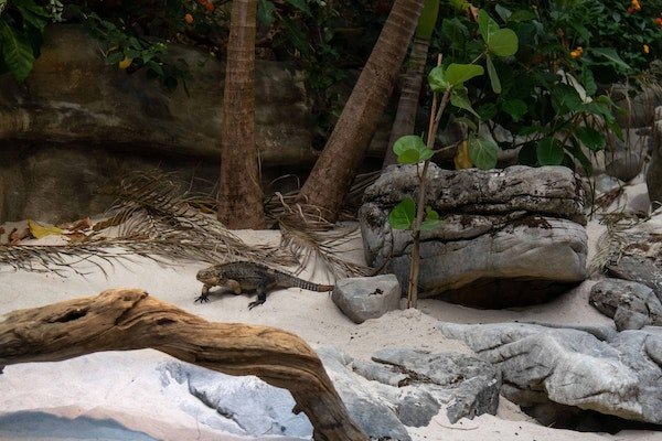 Der Exuma-Wirtelschwanzleguan im Tierpark Dählhölzli
