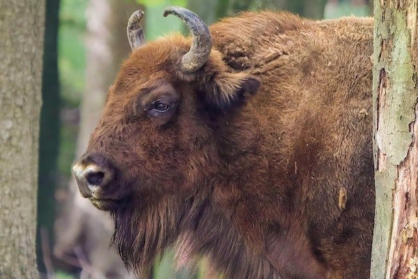 Ein Wisent, auch europäischer Bison genannt, steht im Wald des Wildnispark Zürich
