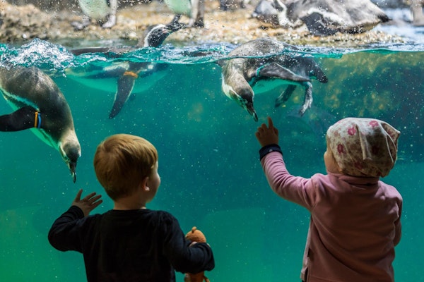 Zwei Kinder schauen sich die Humboldtpinguine in der Pinguinanlage im Zoo Zürich an.