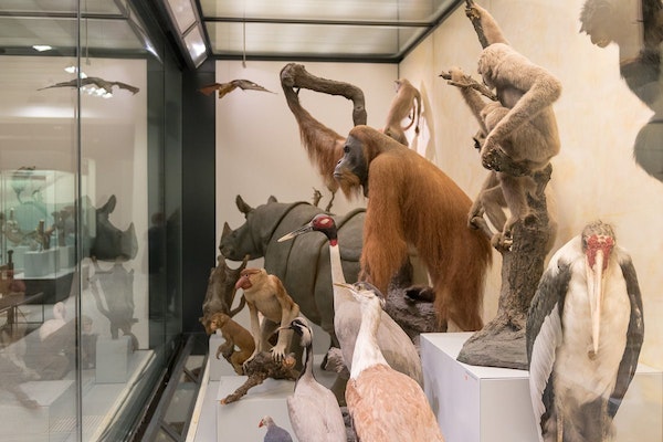 Die präparierten Affen im Zoologischen Museum der Universität Zürich