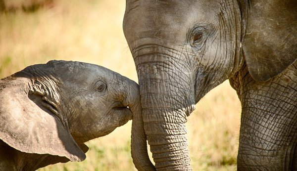 Elefantenfamilie