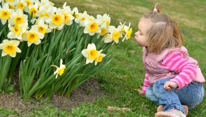 Blumen zum Muttertag: Gelbe Narzisse oder Osterglocke