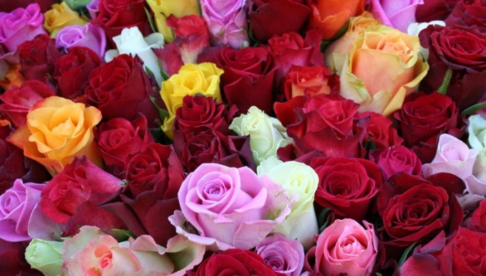 Blumen zum Muttertag: Rosen