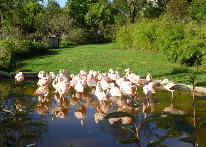 Zoo Zürich: Chile-Flamingo