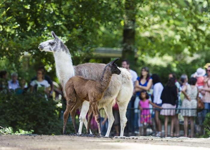 Zoo Basel: Lama