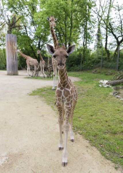 Zoo Basel: Kordofan Giraffe