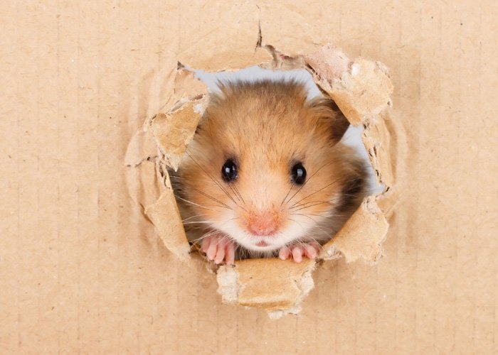 Hamster für Kinder: ein Haustier zum Knuddeln?