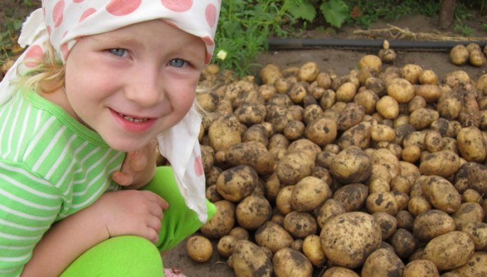 Geeignete Gartenpflanzen für Kinder: Kartoffeln