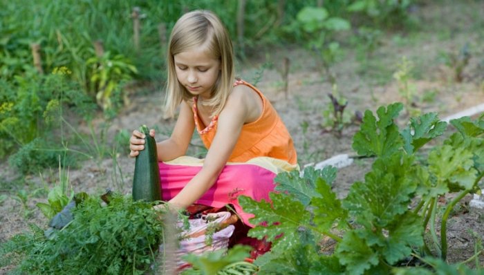 Geeignete Gartenpflanzen für Kinder: Zucchini