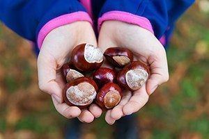 Herbstzeit mit Kindern: Im Kastanienhain Marroni sammeln