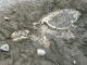Hier werden kleine Indiana Jones gefordert: Im Bachbett sind Fossilien eingegraben. (Bild: zVg)