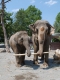 Elefanten Foto: Knies Kinderzoo
