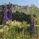 Alpenblumen-Lehrpfad Stockhorn