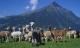 Alpacas of Switzerland