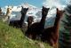 Alpacas of Switzerland