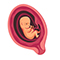 Embryo in der 14. SSW