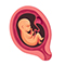 Embryo in der 18. SSW
