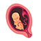 Embryo in der 25. SSW