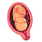 Embryo in der 38. SSW