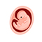 Embryo in der 6. SSW