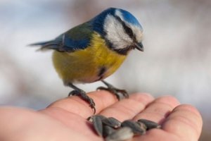 Vögel füttern: Vogelfutter für Sperling, Blaumeise und Rotkehlchen