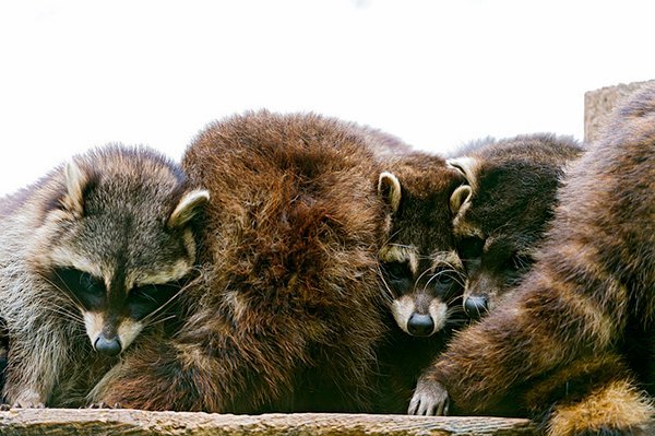 Câlins de ratons laveurs au parc naturel et animalier de Goldau.